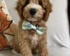 Cockapoo