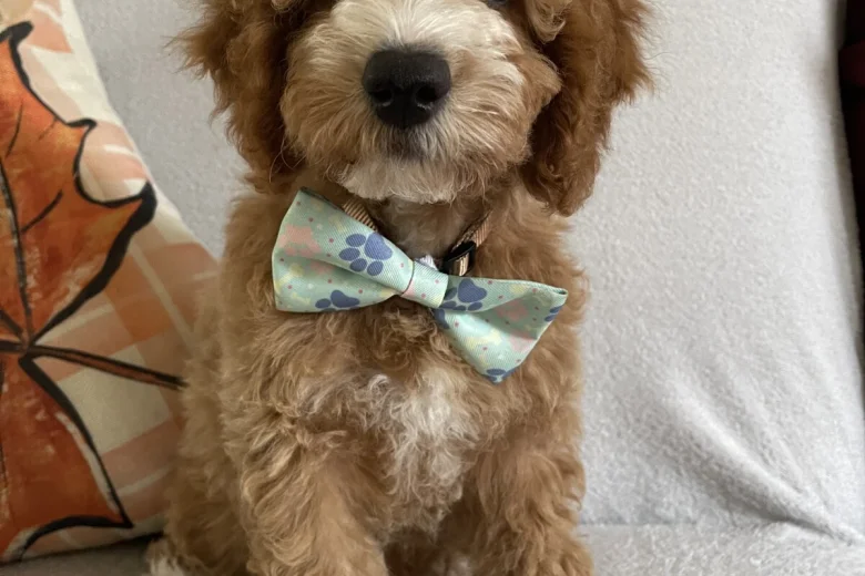Cockapoo
