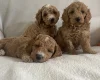 Cockapoo