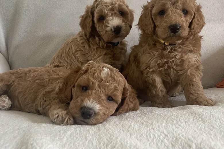 Cockapoo
