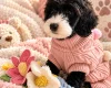 Cockapoo
