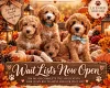 Cockapoo