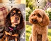 Cockapoo