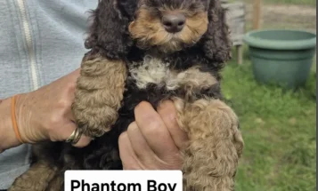 Cockapoo