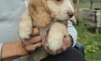 Cockapoo