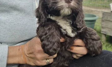 Cockapoo