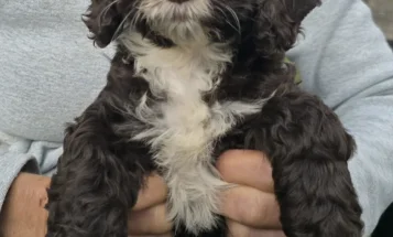 Cockapoo