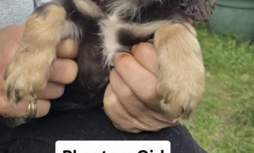 Cockapoo