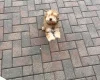Cockapoo