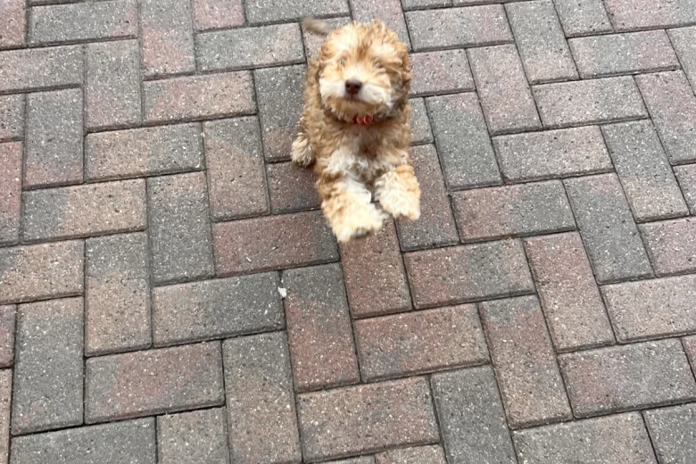 Cockapoo