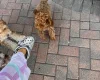 Cockapoo