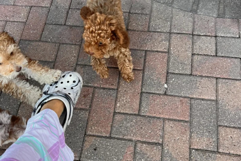 Cockapoo