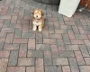 Cockapoo
