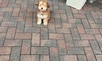 Cockapoo