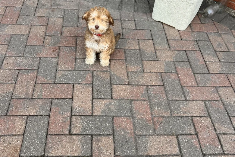 Cockapoo
