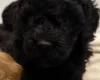 Cockapoo