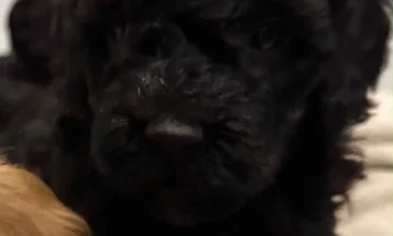 Cockapoo