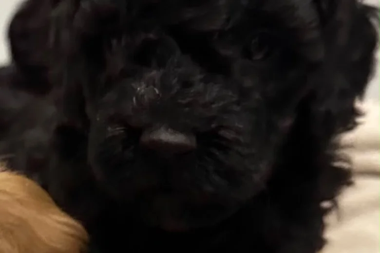 Cockapoo