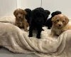 Cockapoo