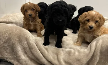 Cockapoo