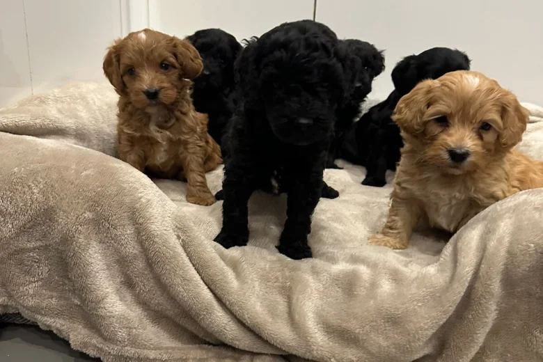 Cockapoo