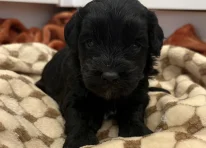 Puppy 4