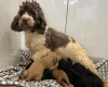 Cockapoo