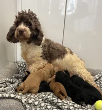Biscuit