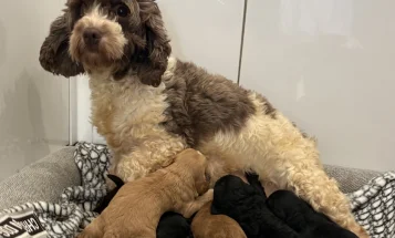 Cockapoo