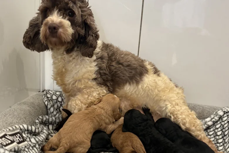 Cockapoo