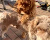 Cockapoo