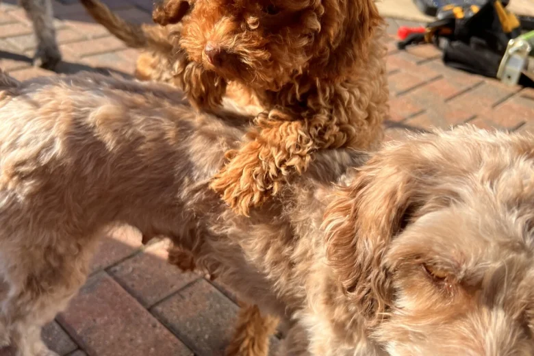 Cockapoo