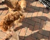 Cockapoo