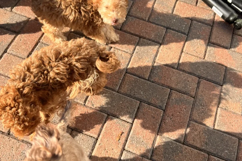 Cockapoo