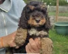 Cockapoo