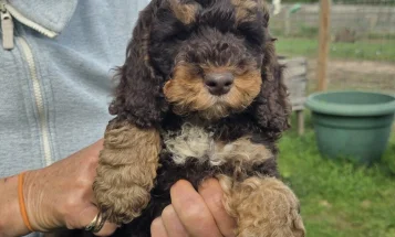 Cockapoo