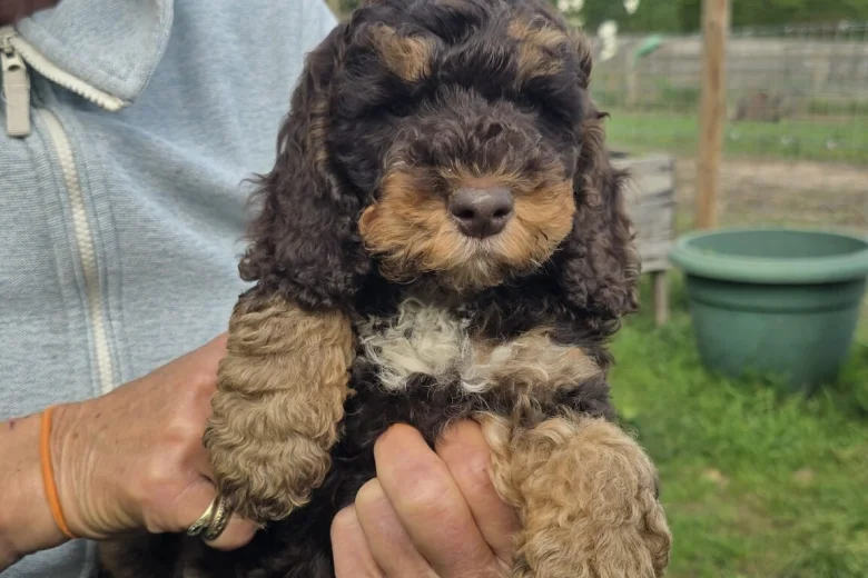Cockapoo