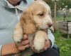 Cockapoo