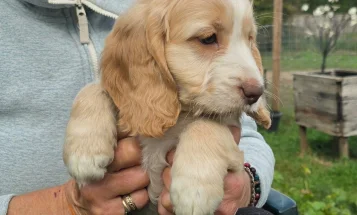 Cockapoo