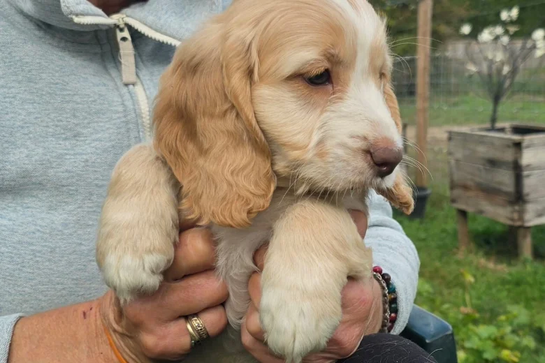 Cockapoo