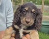 Cockapoo