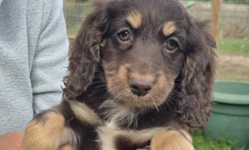Cockapoo