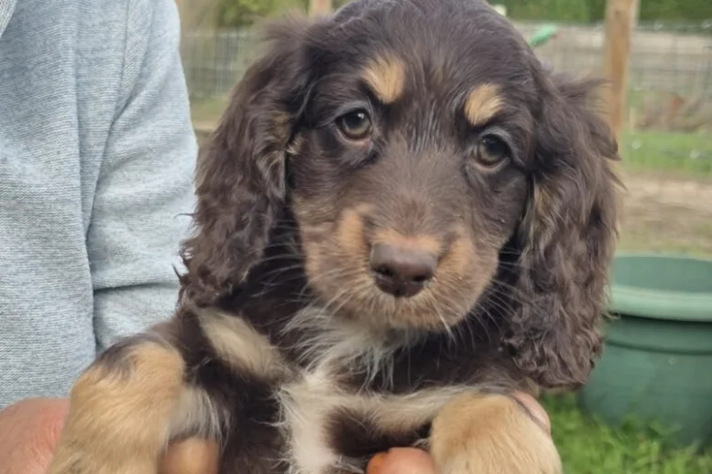Cockapoo