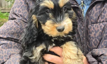 Cockapoo