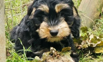 Cockapoo