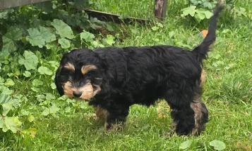 Cockapoo