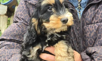 Cockapoo