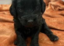 Puppy 2