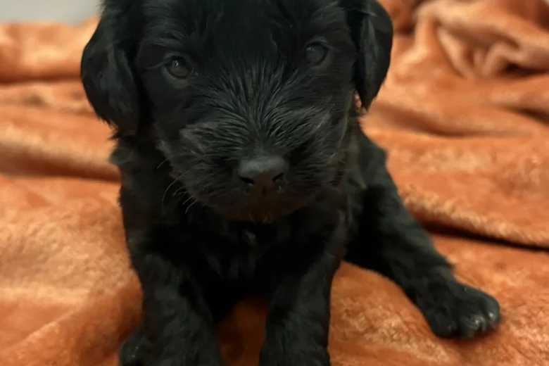 Cockapoo
