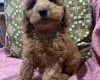 Cockapoo
